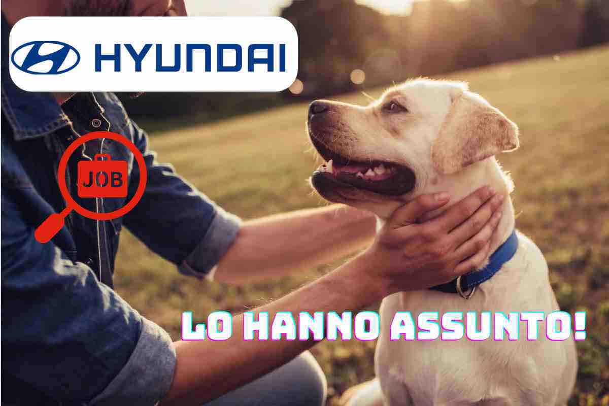 Cane assunto da Hyundai