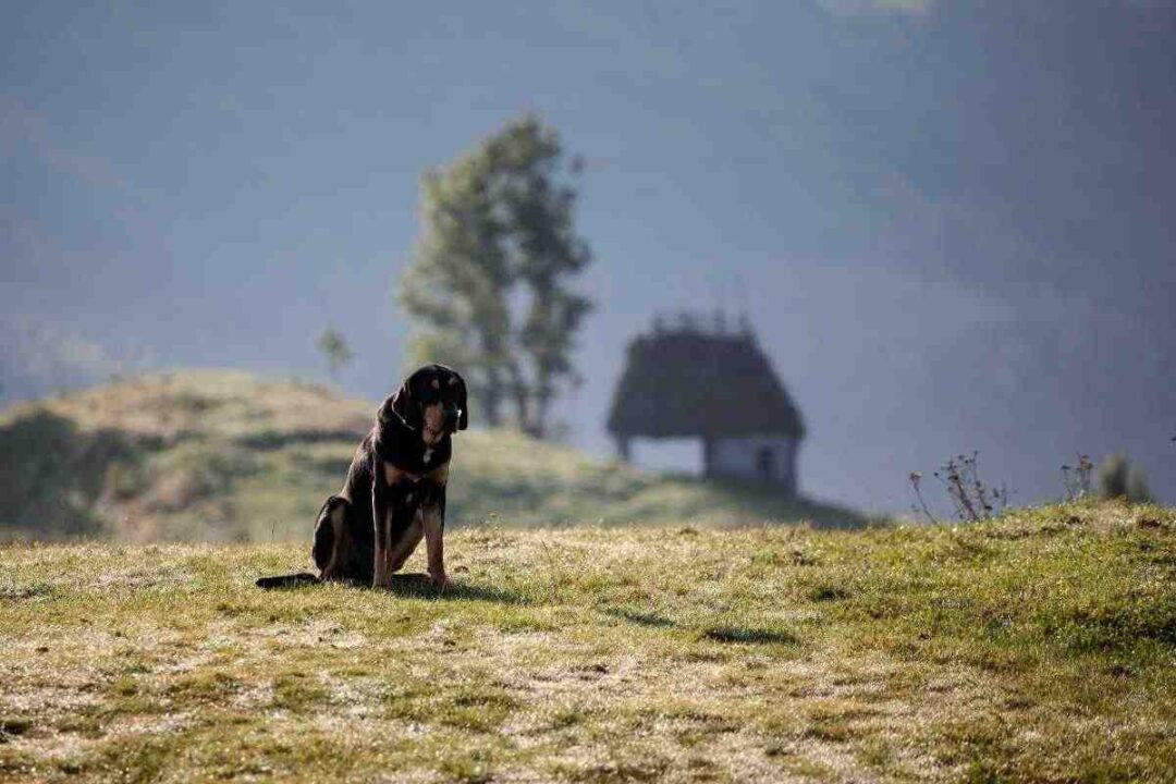 Abbandono animali novità