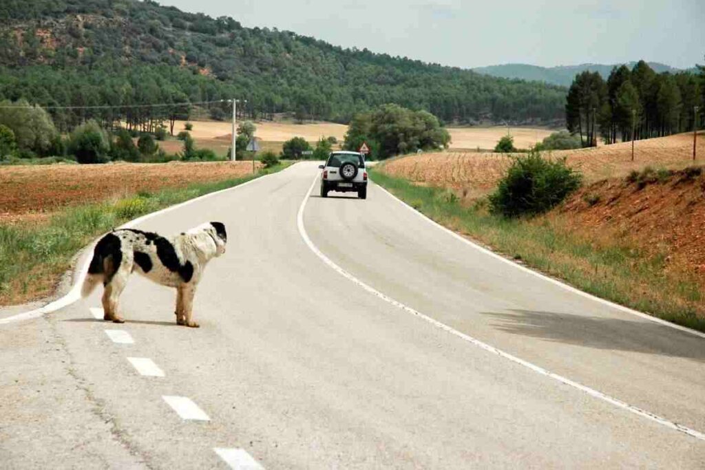 Abbandono animali novità