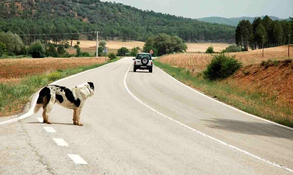 Abbandono animali novità