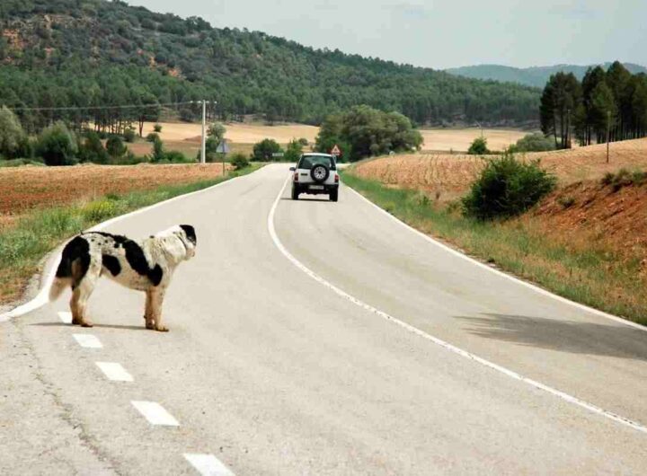 Abbandono animali novità